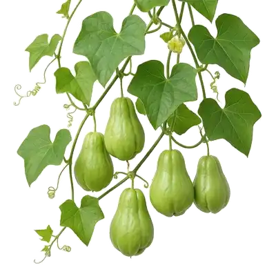 Curieux fruits vert clair en forme de grosses poires plissées (christophines), suspendus fermement à leur exubérante liane tropicale