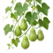Chayotte (Christophine)