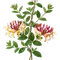 Chèvrefeuille