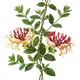 Chèvrefeuille