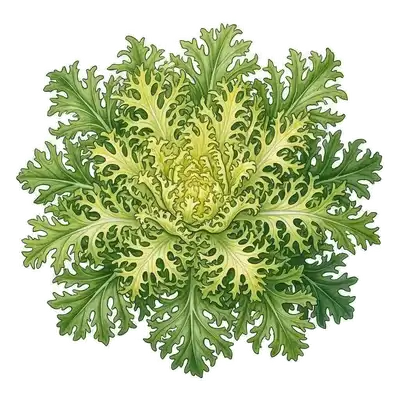 Belle chicorée frisée au cœur jaune pâle très dense, entouré d'une collerette de feuilles vertes très découpées et crépues