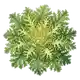 Chicorée Frisée