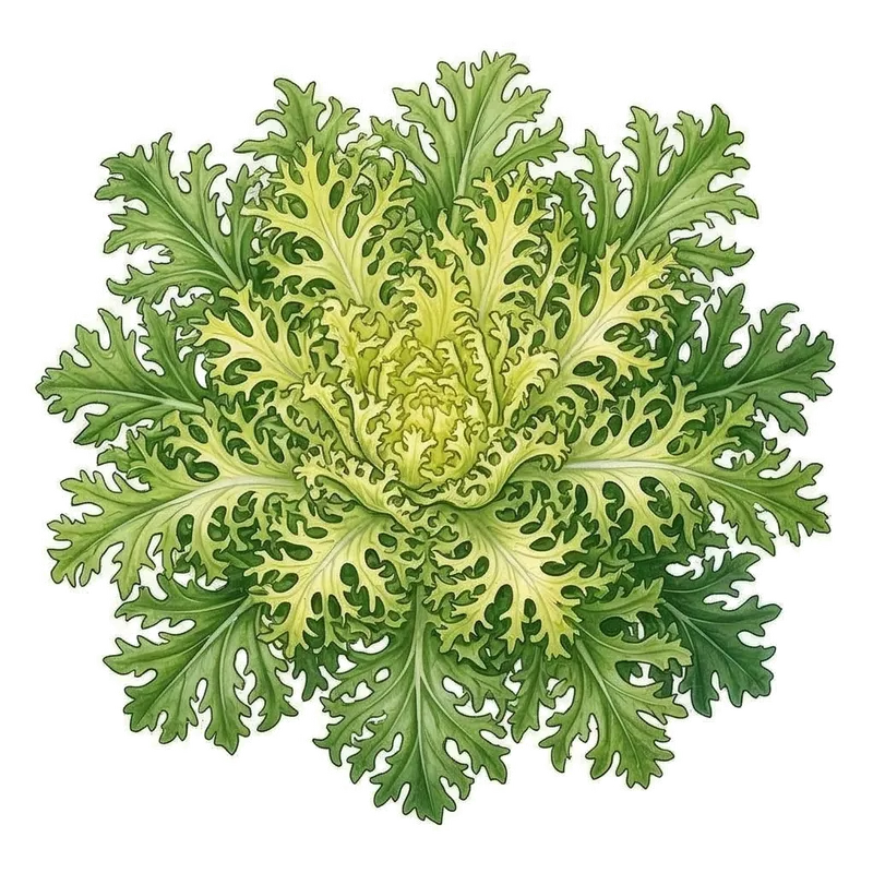 Belle chicorée frisée au cœur jaune pâle très dense, entouré d'une collerette de feuilles vertes très découpées et crépues