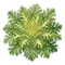 Chicorée Frisée