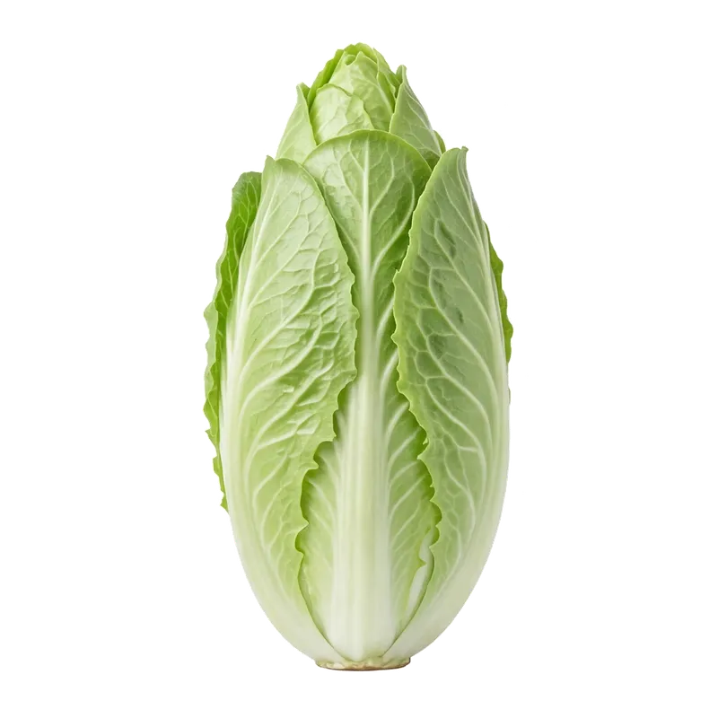 Belle salade chicorée pain de sucre dressant fièrement sa haute pomme cylindrique très serrée et son feuillage vert clair pointu