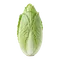 Chicorée Pain de Sucre