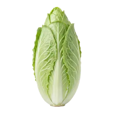 Belle salade chicorée pain de sucre dressant fièrement sa haute pomme cylindrique très serrée et son feuillage vert clair pointu