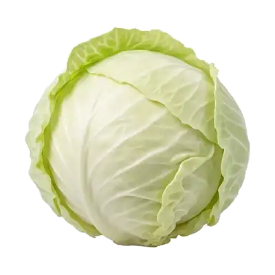 Énorme pomme de chou blanc parfaitement sphérique, très dense, enveloppée par ses grandes feuilles lisses d'un beau vert pâle