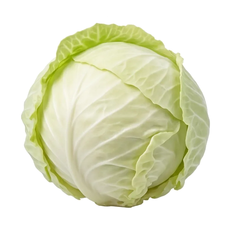 Énorme pomme de chou blanc parfaitement sphérique, très dense, enveloppée par ses grandes feuilles lisses d'un beau vert pâle