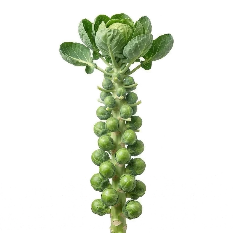 Tige robuste de chou de Bruxelles couverte de dizaines de petites pommes vertes bien serrées prêtes pour la récolte hivernale