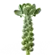 Chou de Bruxelles