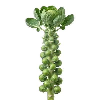 Tige robuste de chou de Bruxelles couverte de dizaines de petites pommes vertes bien serrées prêtes pour la récolte hivernale