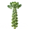 Chou de Bruxelles