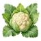 Chou-fleur