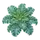 Chou Frisé (Kale)