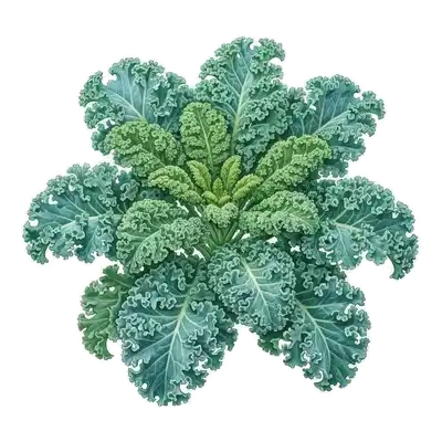 Superbe plant de chou kale aux longues feuilles vert bleuté très frisées et dentelées, dressées vigoureusement au potager