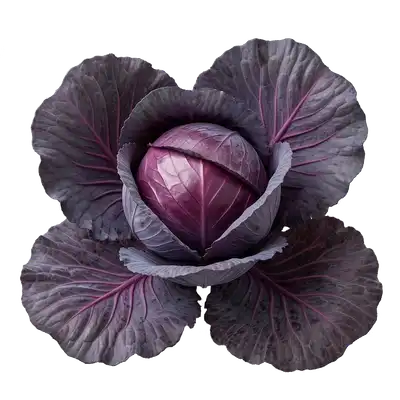 Magnifique pomme de chou rouge, dense et lisse, nichée au cœur de ses grandes feuilles aux teintes pourpres et bleutées