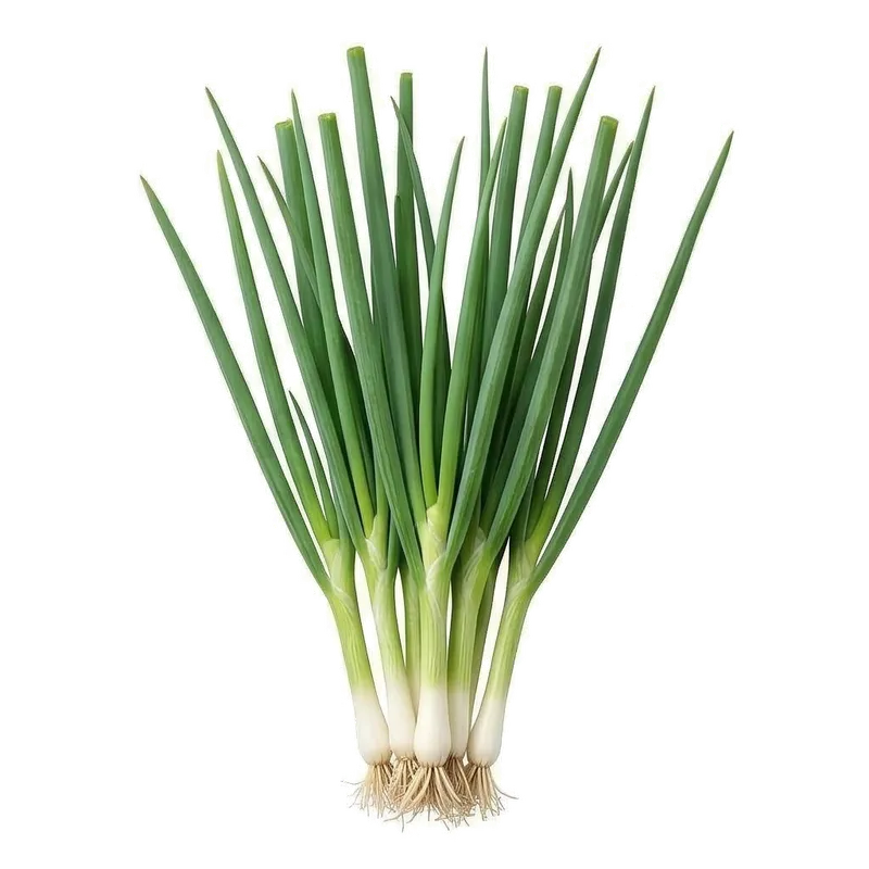 Touffe vigoureuse de ciboule avec ses longues tiges vertes cylindriques, creuses et dressées vers le ciel