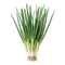 Ciboule