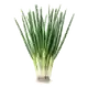 Ciboule