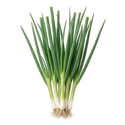 Touffe vigoureuse de ciboule avec ses longues tiges vertes cylindriques, creuses et dressées vers le ciel