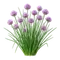 Ciboulette