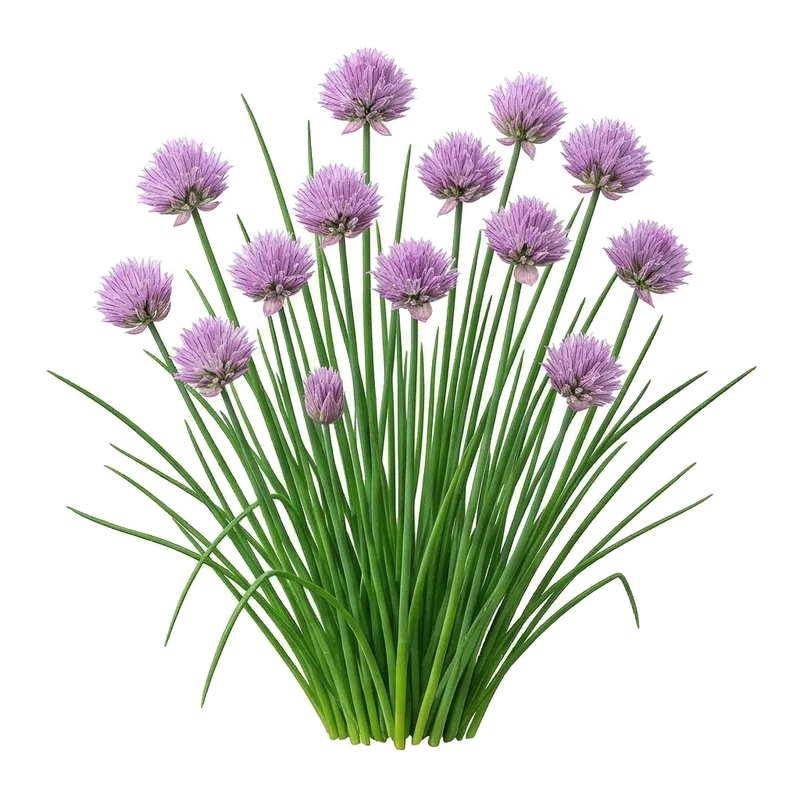 Touffe dense de longs brins verts et tubulaires de ciboulette, couronnée de jolies fleurs violettes en pompons
