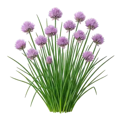 Touffe dense de longs brins verts et tubulaires de ciboulette, couronnée de jolies fleurs violettes en pompons