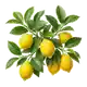 Citronnier