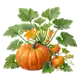 Citrouille