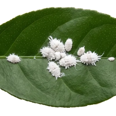 Cochenilles (Farineuses et à Carapaces)