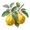 Cognassier