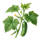 Concombre