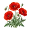 Coquelicot