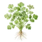 Coriandre