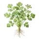 Coriandre