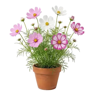 Délicates fleurs de cosmos aux grands pétales roses et blancs entourant un cœur jaune, dansant au-dessus de leur feuillage plumeux