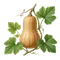 Courge Butternut