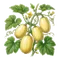 Courge Spaghetti