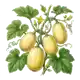 Courge Spaghetti