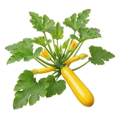 Belle courgette jaune vif allongée et cylindrique, très lumineuse, attachée à son plant vigoureux au potager