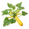 Courgette Jaune