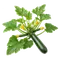 Courgette Verte