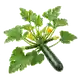 Courgette Verte