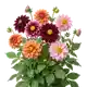 Dahlia