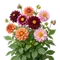 Dahlia