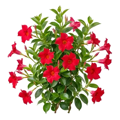 Liane florifère de dipladénia très vigoureuse, cascade depuis sa jardinière et dévoile de somptueuses grandes fleurs estivales en entonnoir évasé