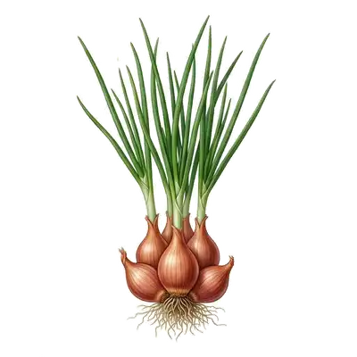 Grappe de bulbes d'échalotes de forme allongée à la peau cuivrée et rosée, prêtes à être cuisinées
