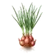 Échalote