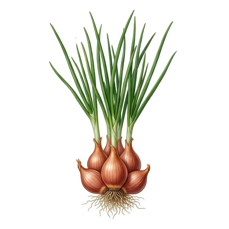 Grappe de bulbes d'échalotes de forme allongée à la peau cuivrée et rosée, prêtes à être cuisinées